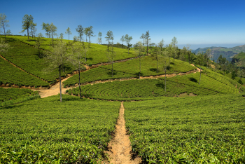 ヌワラエリヤの紅茶畑（イメージ）
