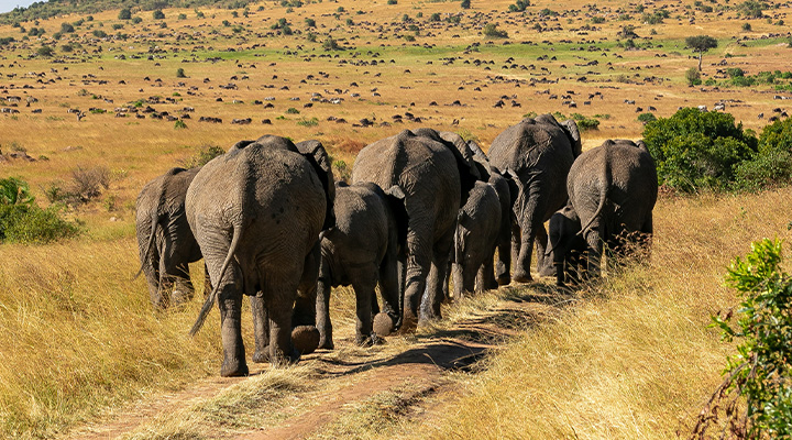 マサイマラ国立保護区