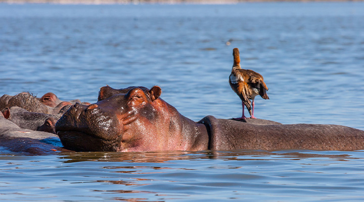 ナイバシャ湖国立公園