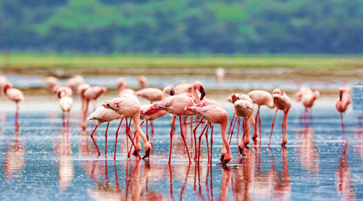 ナクル湖国立公園