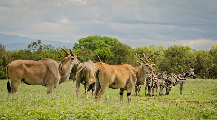 アバーディア国立公園
