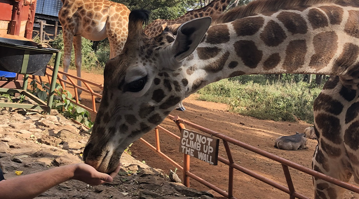 ジラフセンター