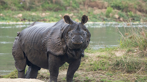 チトワン国立公園