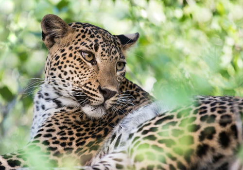 ヤーラ国立公園ジープサファリ