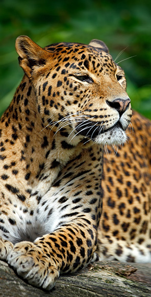 スリランカのベストシーズン