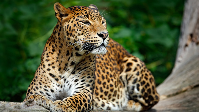 スリランカのベストシーズン