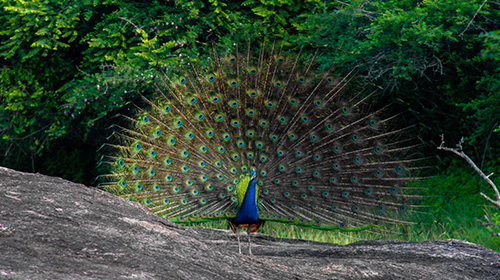 ヤーラ国立公園