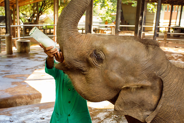 象の孤児院訪問
