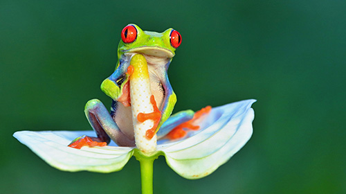 アカメアマガエル