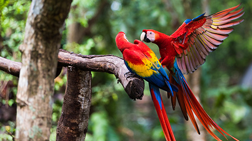 コンゴウインコ