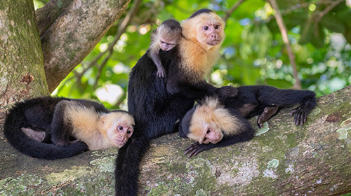 ホワイトフェイスモンキー