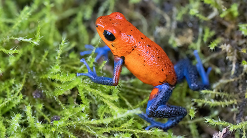 イチゴヤドクガエル