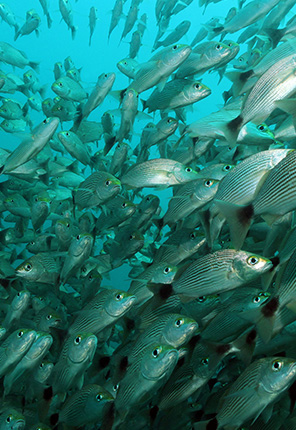 コスタリカのベストシーズン