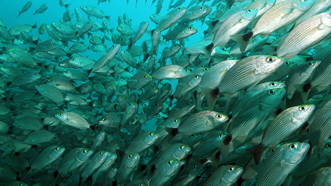 コスタリカのベストシーズン
