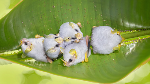 シロヘラコウモリ