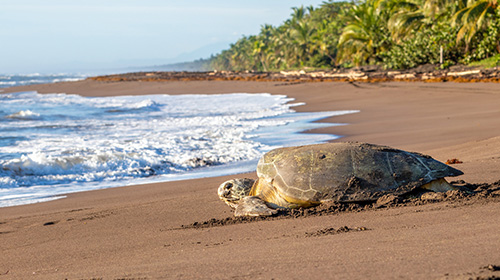 トルトゥゲーロ