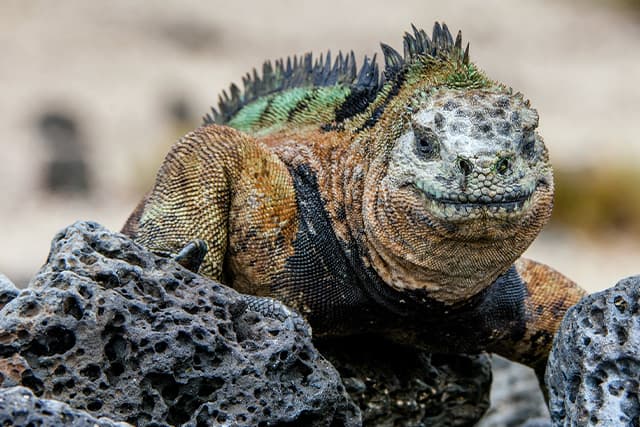 チャールズ・ダーウィン研究所と動物たち