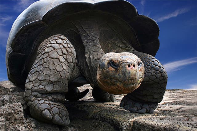 チャールズ・ダーウィン研究所と動物たち