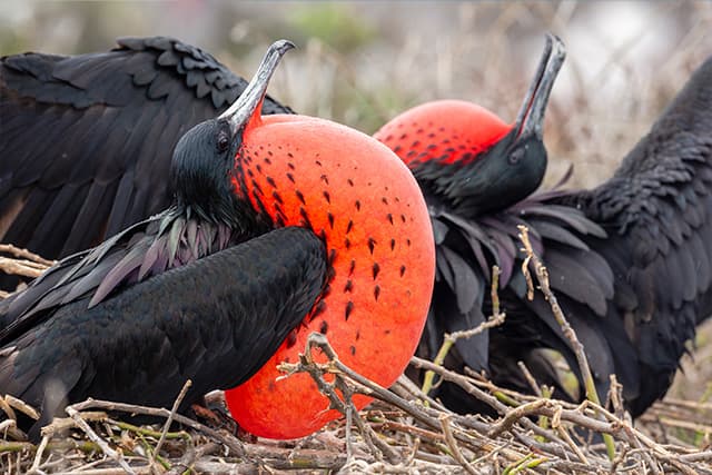 ノースセイモア島