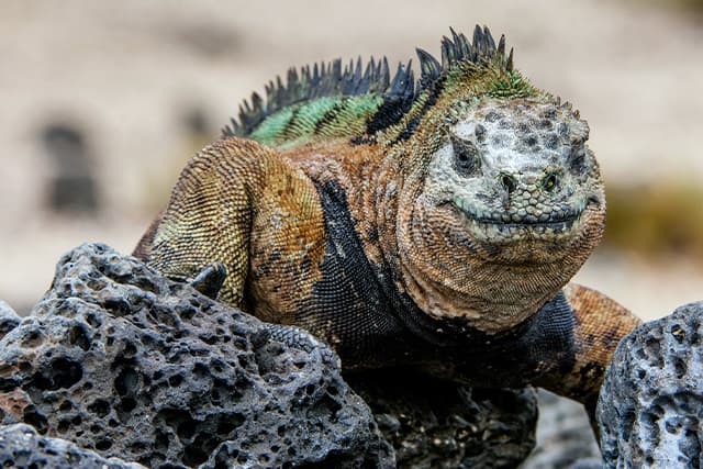 サウスプラザ島