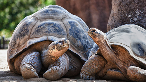 ガラパゴスゾウガメ