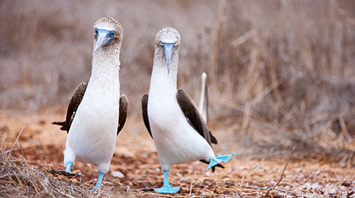 アオアシカツオドリ