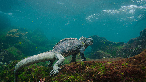 ウミイグアナ