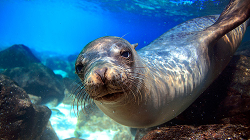 ガラパゴス・アシカ