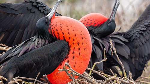 アメリカグンカンドリ
