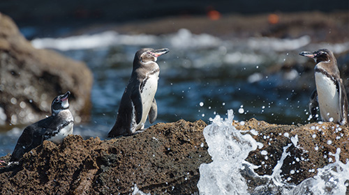 ガラパゴスペンギン