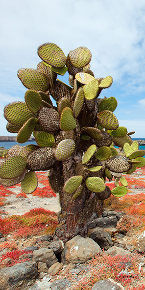 ガラパゴスのベストシーズン