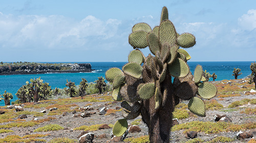 サウス・プラザ島