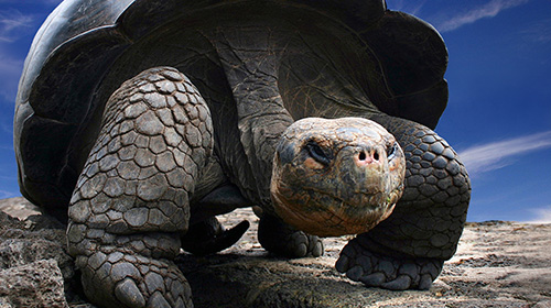 チャールズ・ダーウィン