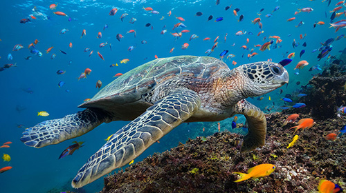 プンタ・カリオン