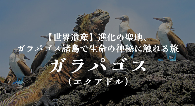 【世界遺産】進化の聖地、ガラパゴス諸島で生命の神秘に触れる旅 ガラパゴス（エクアドル）