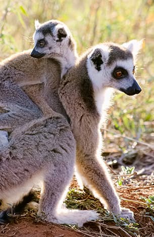 マダガスカルのベストシーズン
