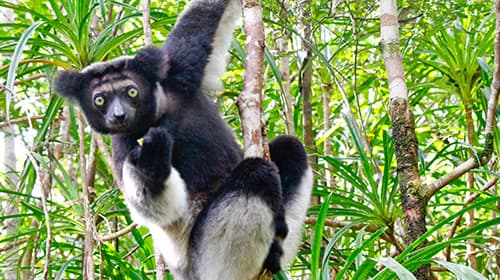 アンダシベ・マンタディア国立公園（ペリネ特別保護区）