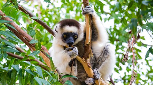 ベレンティ保護区