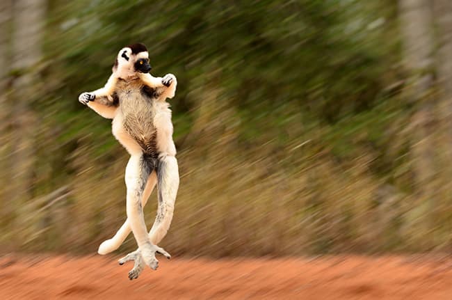 ベローシファカ