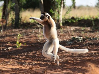 中米の楽園 コスタリカ周遊 ８日間