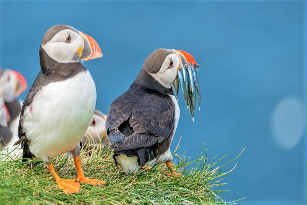 【2026年8月最新】世界一可愛い海鳥パフィン！フェロー諸島での生態と観察ガイド