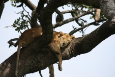 木登りライオン＠セレンゲティー国立公園（イメージ）