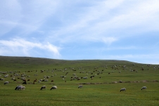 草をはむ羊たち（イメージ）
