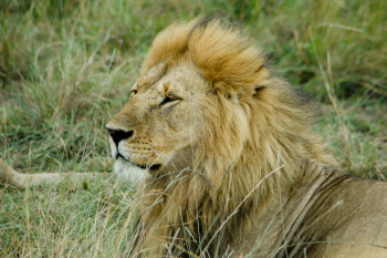 ケニア：マサイマラ国立保護区（イメージ）